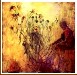 Where have all the flowers gone?